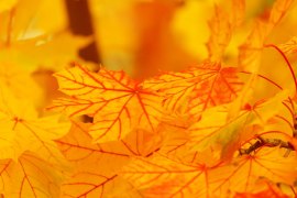 bright-yellow-leaves
